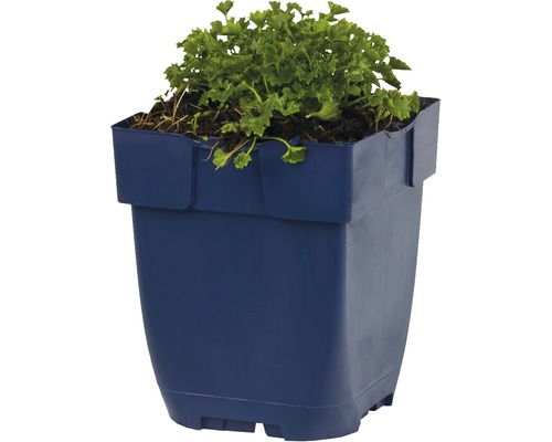 Blomkruka med växt