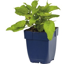 Ung planta i kruka