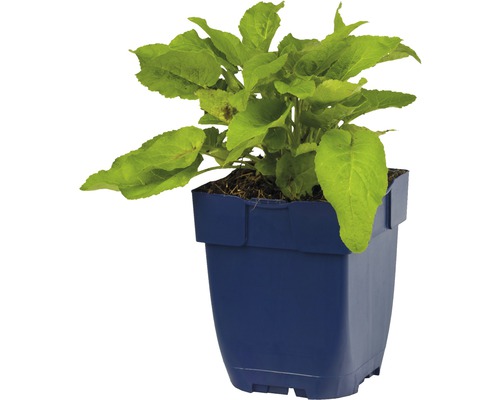 Ung planta i kruka
