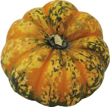 Pumpa med fläckigt mönster