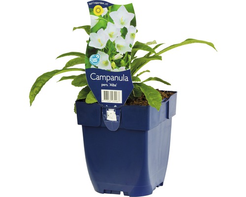 Stor blåklocka vit FLORASELF Campanula persicifolia Alba 5-80cm co 0,5L