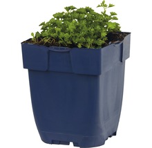 Stjärnklocka FLORASELF Campanula poscharskyana Catharina 5-15cm co 0,5L