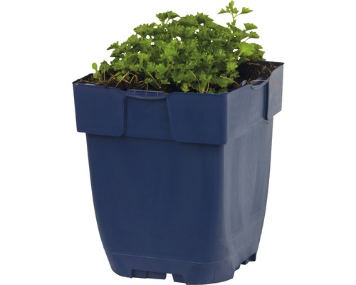 Blomkruka med grön växt