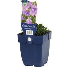 Stjärnklocka FLORASELF Campanula poscharskyana Catharina 5-15cm co 0,5L