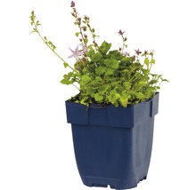 Stjärnklocka FLORASELF Campanula poscharskyana Lisduggan Variety 5-10cm Co 0,5L