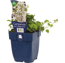Stjärnklocka FLORASELF Campanula poscharskyana Lisduggan Variety 5-10cm Co 0,5L