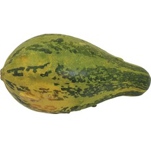 En kalebass med grönaktigt skal