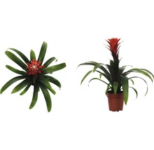 Bromelia krukväxt i kruka, två vyer