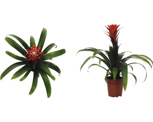 Bromelia krukväxt i kruka, två vyer