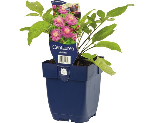 Strävklint FLORASELF Centaurea dealbata 5-50cm Co 0,5L