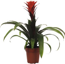 Bromelia krukväxt i kruka