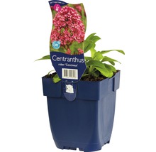 Röd pipört FLORASELF Centranthus ruber Cocciuneus 5-60cm Co 0,5L
