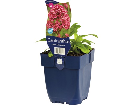 Röd sporreblomma Centranthus ruber i en kruka