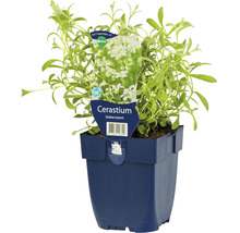 Tät silverarv FLORASELF Cerastium biebersteinii 5-15cm Co 0,5L