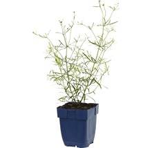 Stående tagetes i en kruka.