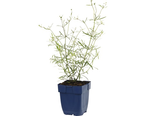 Stående tagetes i en kruka.