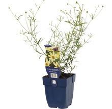 Coreopsis vert ''Moonbeam'' växt i en blå kruka