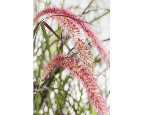 Rött fjäderborstgräs FLORASELF Pennisetum x advena Summer Samba 20-40cm co 3L Prydnadsgräs med purpurfärgade blomställningar