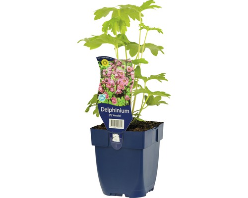 Riddarsporre FLORASELF Delphinium-Cultivars Astolat 5-60cm co 0,5L
