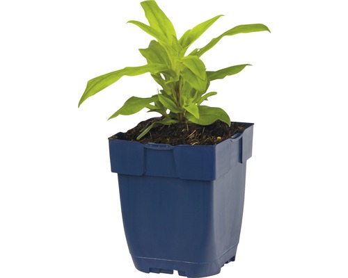Ung planta i en kruka