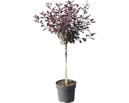 Klottäd med mörkröda blad i kruka