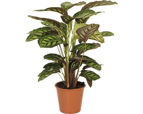 Kalatea FLORASELF Calathea Cultivars Flamestar 80-90cm Ø19cm