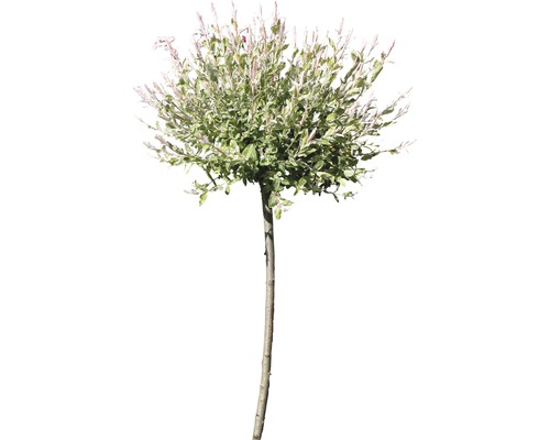 Eukalyptusvide FLORASELF Salix integra "Hakuro Nishiki" halvstam 40cm totalhöjd 60-100cm Co 6L