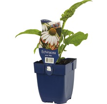 Echinacea purpurea ''Alba'' växt i kruka