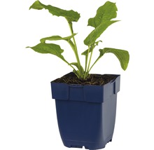 Ung planta i kruka