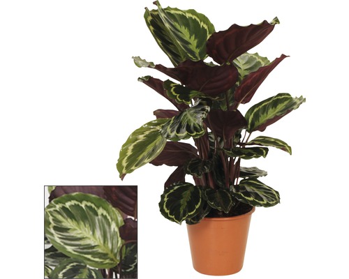 Calathea krukväxt i kruka