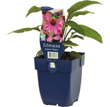 Echinacea Purpurea Magnus växt i kruka