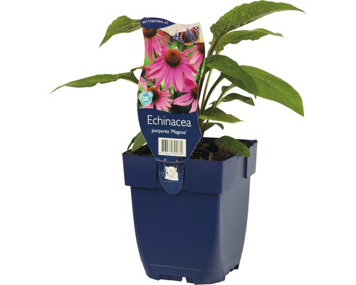 Echinacea Purpurea Magnus växt i kruka