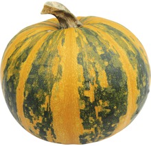 Gulrandig pumpa