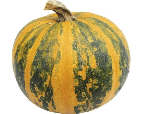 Gulrandig pumpa