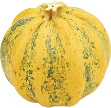 Gul pumpa med ränder