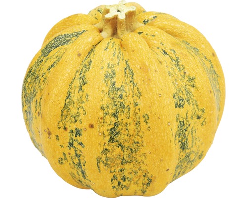 Gul pumpa med ränder