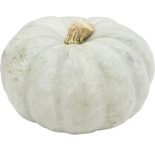 Enkel grå pumpa