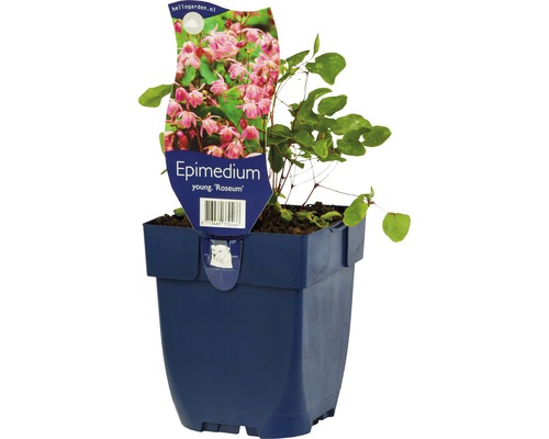 Sockblomma FLORASELF Epimedium x youngianum 'Roseum' 5-20cm Co 0,5L