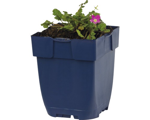 Blomkruka av plast med växt