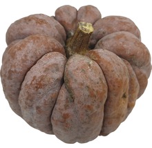 Pumpa närbild