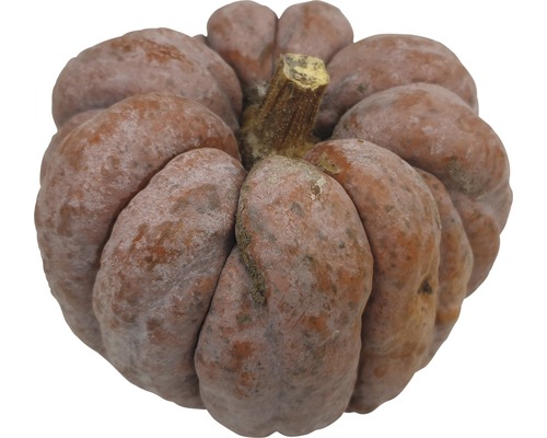 Pumpa närbild