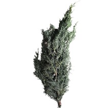 Knippe med cypresgrenar