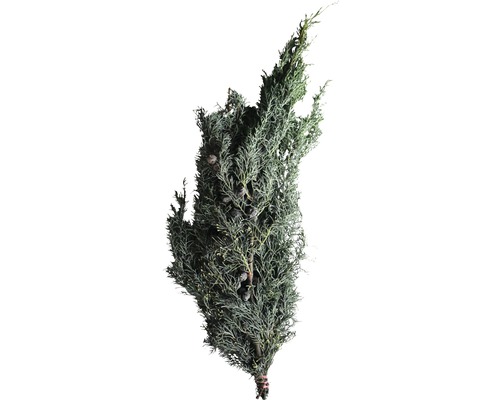 Arizonacypresskvistar snittgrönt handbunden ca 0,5kg Knippe med cypresgrenar
