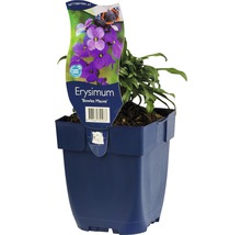 Kårel FLORASELF Erysimum-Cultivars 'Bowles Mauve' 5-60cm Co 0,5L