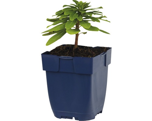 Växt av släktet Euphorbia i en kruka