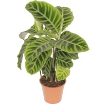 Korgblomma i kruka med randiga blad