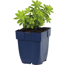Myskmadra FLORASELF Galium odoratum 5-15cm Co 0,5L