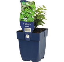 Myskmadra FLORASELF Galium odoratum 5-15cm Co 0,5L