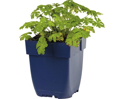 Geranium i blomkruka
