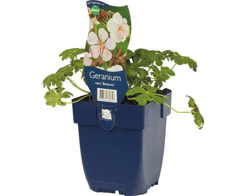 Geranium Biokovo i en blå kruka